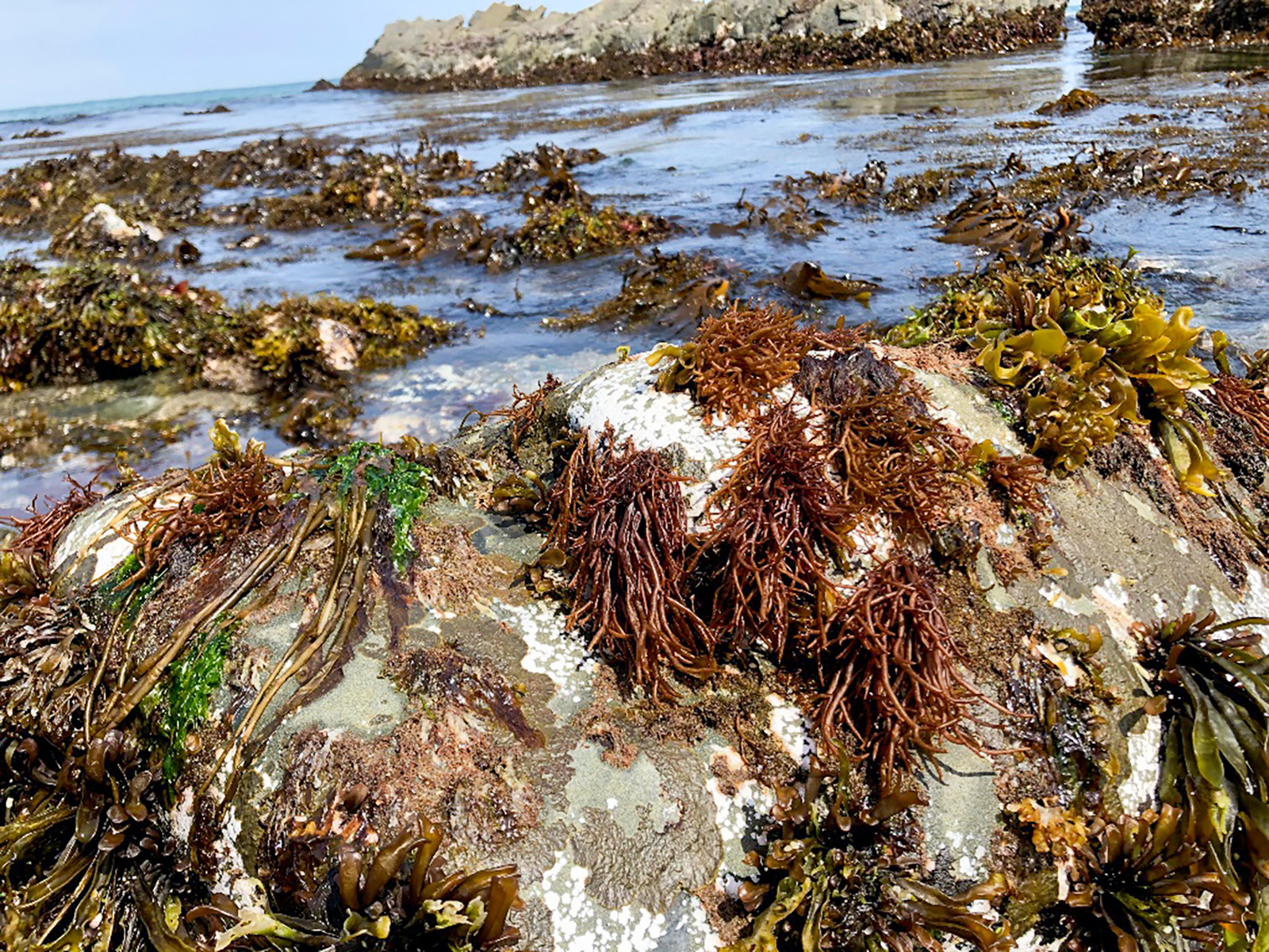 様々な種類の海藻が生える、地元の海の藻場