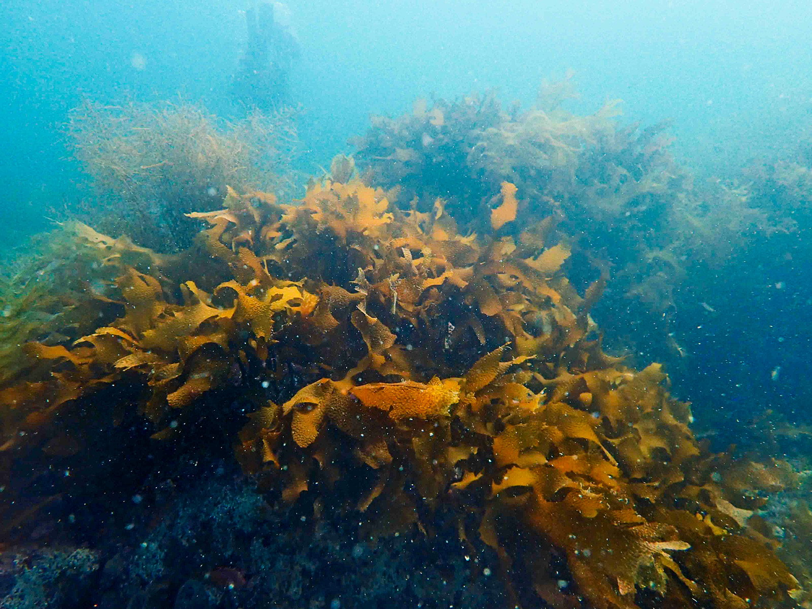 第8回袈裟丸さんが気候変動対策として復活させた海藻藻場