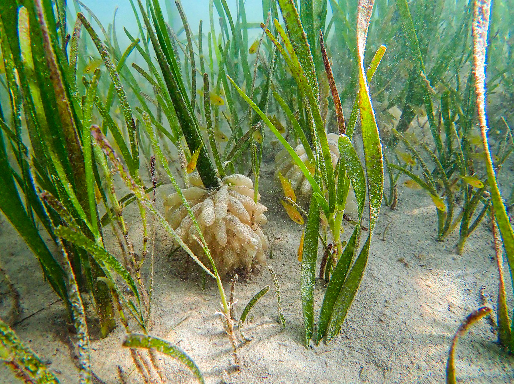 アオウミガメの食害から気候変動対策として回復させたウミショウブ（熱帯性海草）と、その基部に産み付けられたイカの卵塊