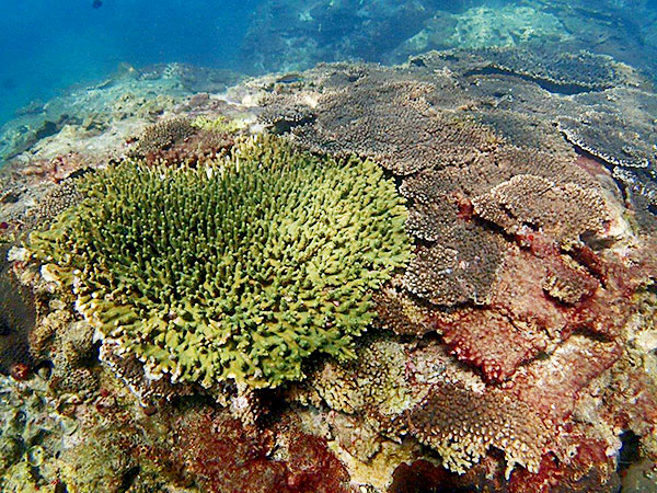 竜串湾の石サンゴ類