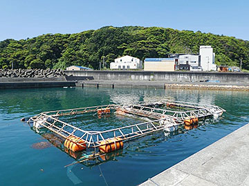 漁港内に構えた大敷網収集用の生け簀