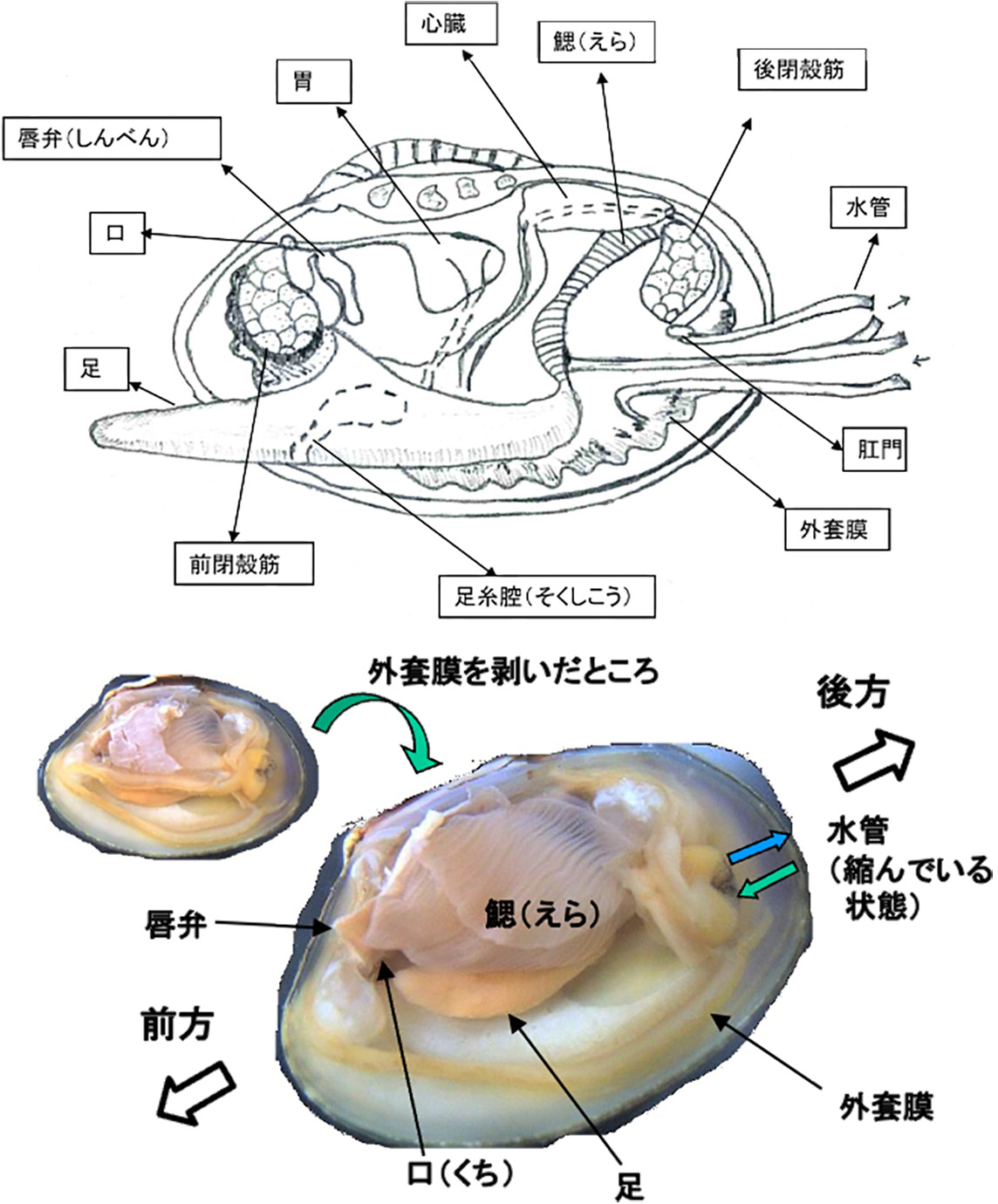 図1　アサリを例にした二枚貝の解剖図（上）と軟体部の写真（下）