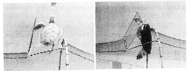 写真3　定置網脱出口から脱出するウミガメ （出典）阿部寧（2006）