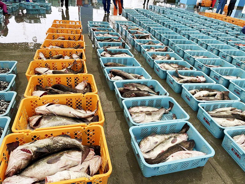 市場に並べられた漁獲物（出典：JF相馬双葉　https://soso-gyokyo.jp/landnews/4239）